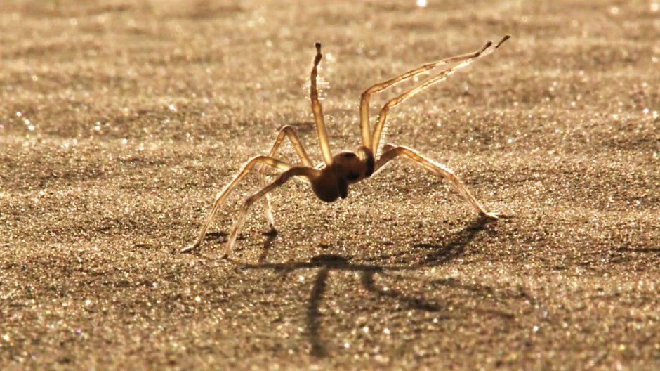 Cebrennus rechenbergi