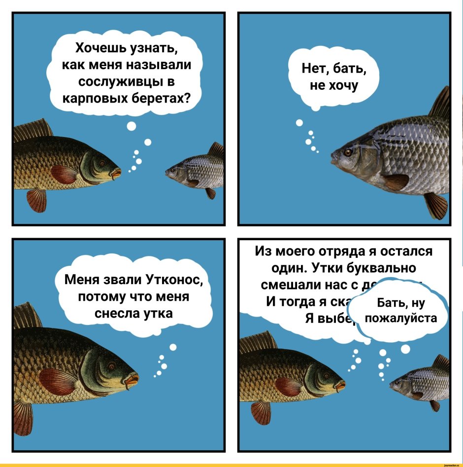 Карп шутка