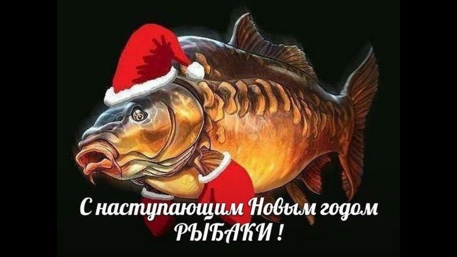 Рыба Карп прикол
