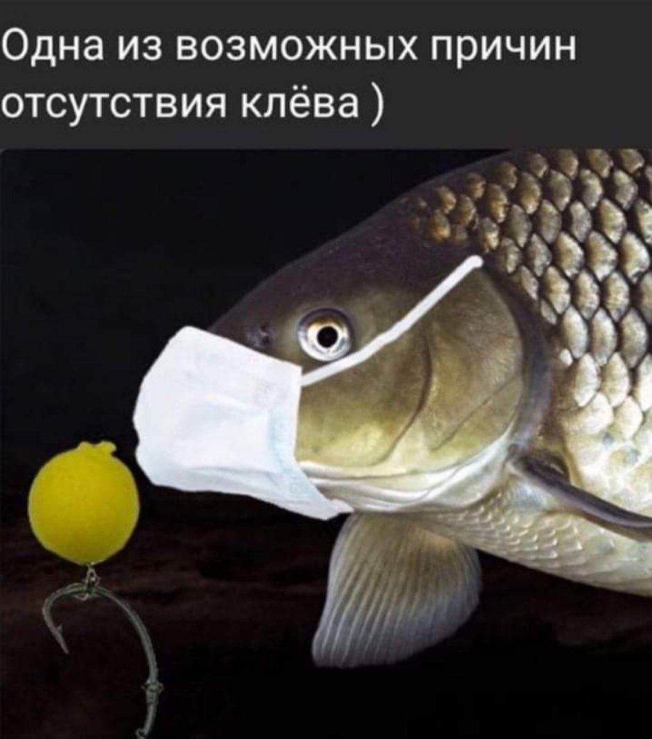 Карп Фресинет