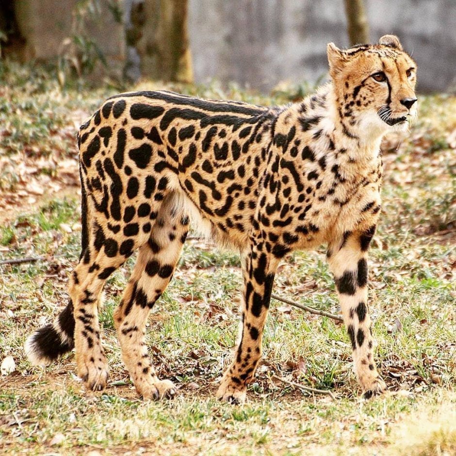 Королевский гепард