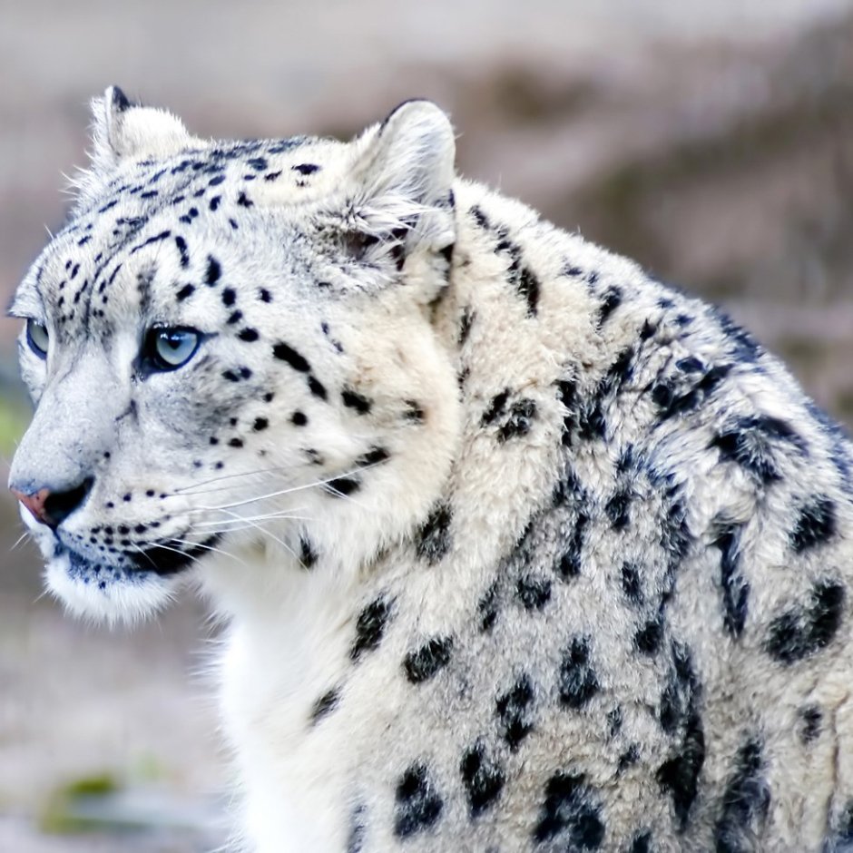 - Снежный Барс (Panthera uncia