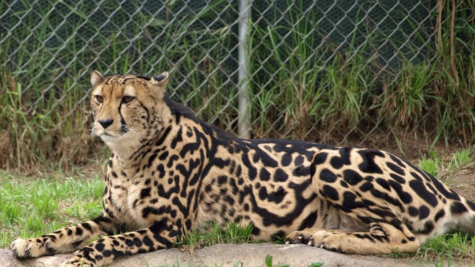 Королевский леопард