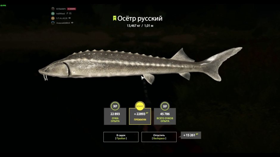 Стерлядь (Acipenser  ruthenus Linnaeus, 1758