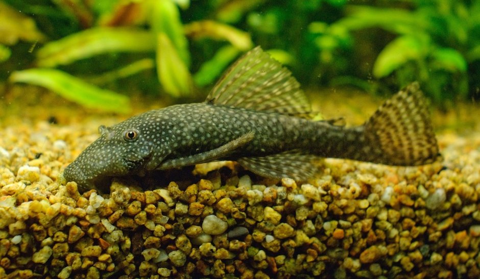 Аквариумные рыбки и водоросли