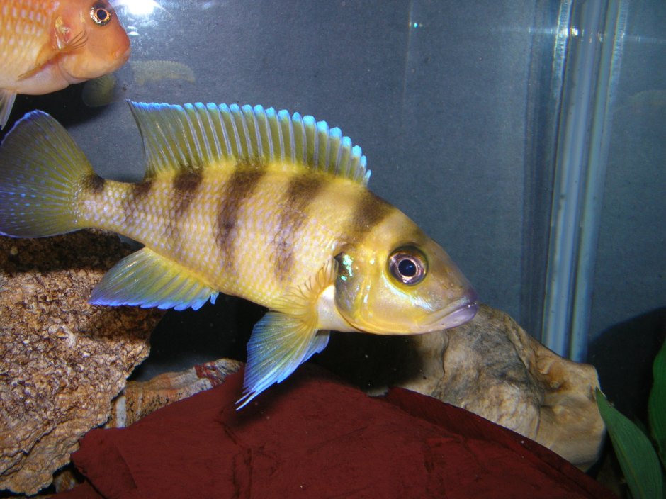 Neolamprologus cylindricus