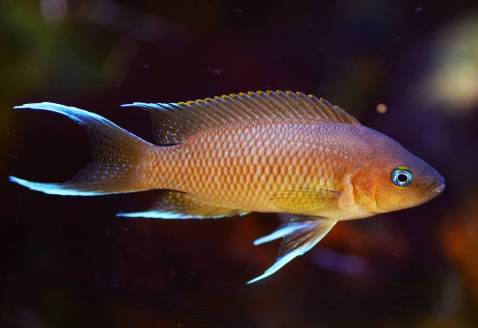 Neolamprologus marunguensis