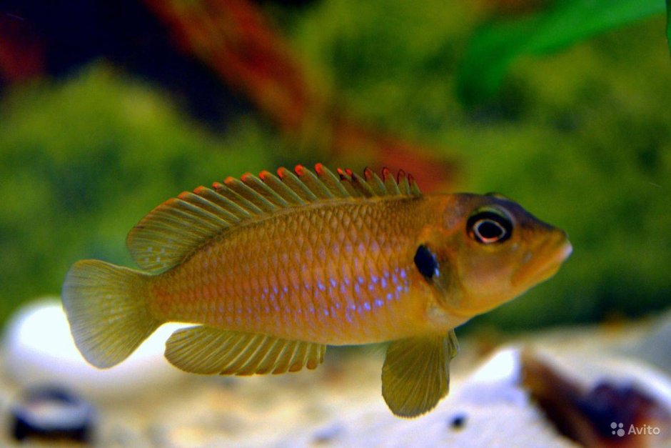Neolamprologus multifasciatus