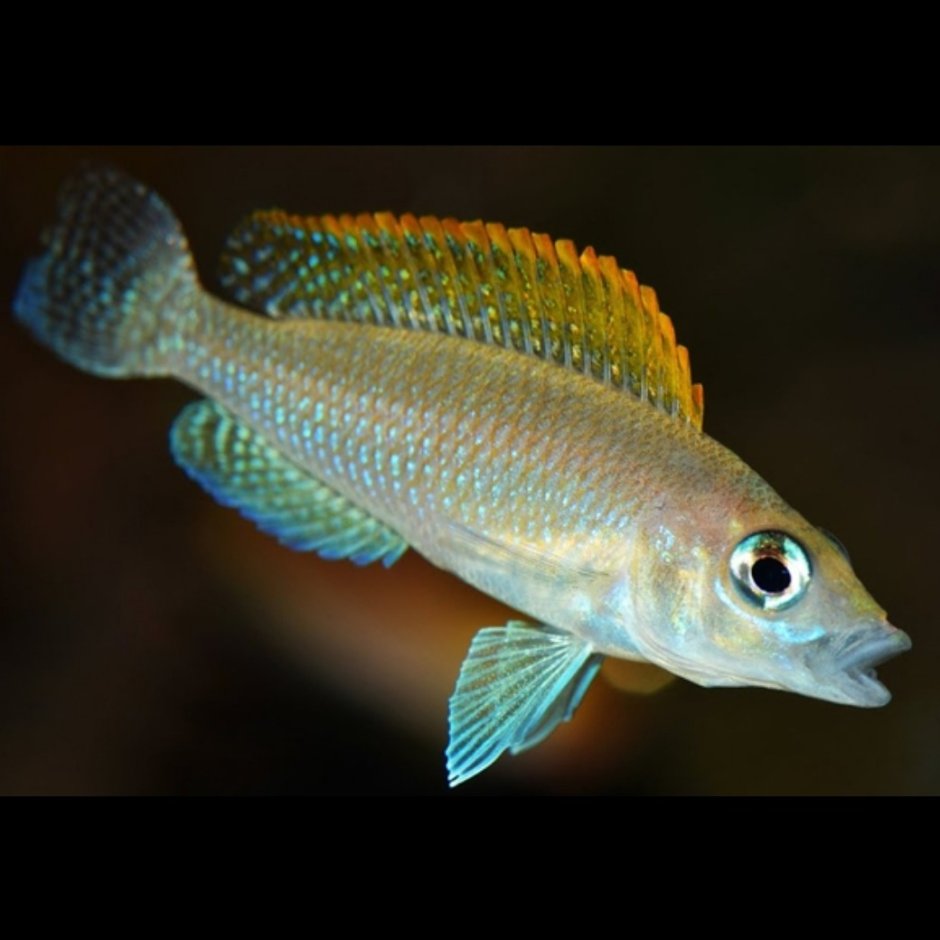 Neolamprologus signatus