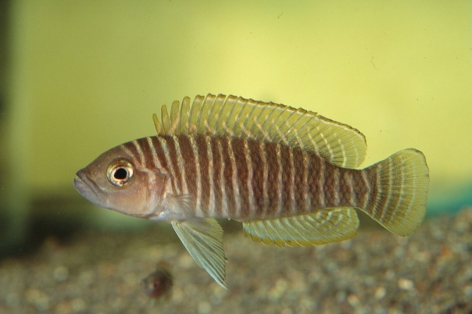 Neolamprologus sexfasciatus