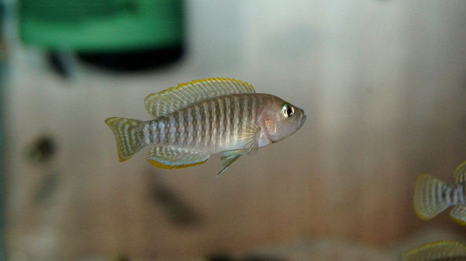 Neolamprologus caudopunctatus Orange fin
