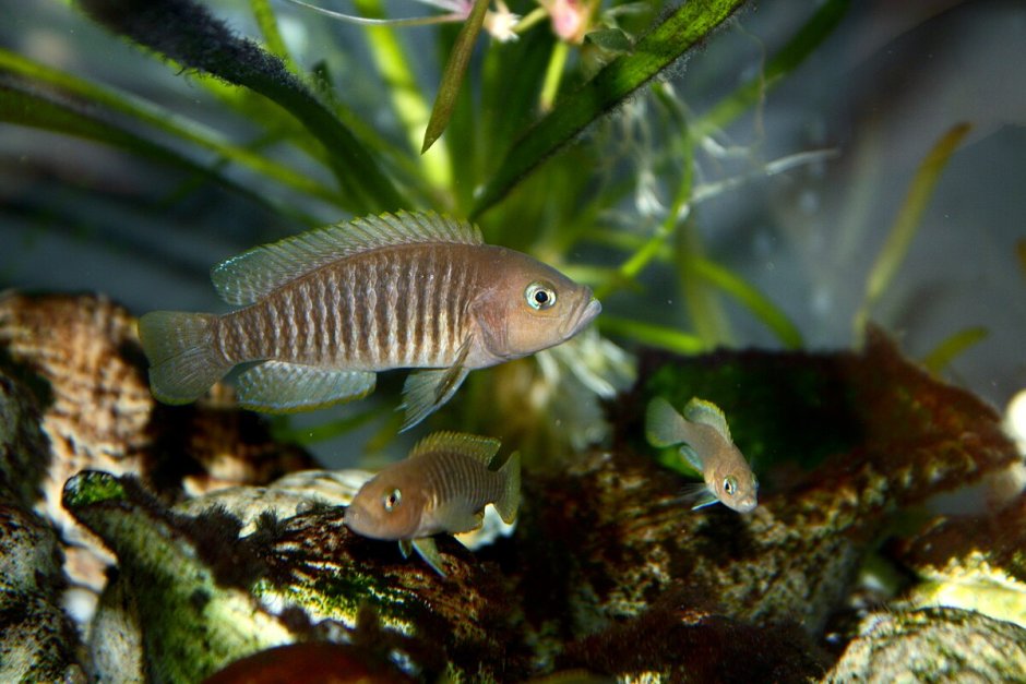 Neolamprologus mondabu