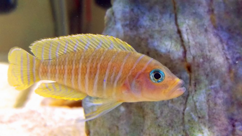 Neolamprologus pulcher Daffodil f1
