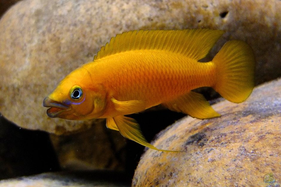 Neolamprologus pulcher Daffodil