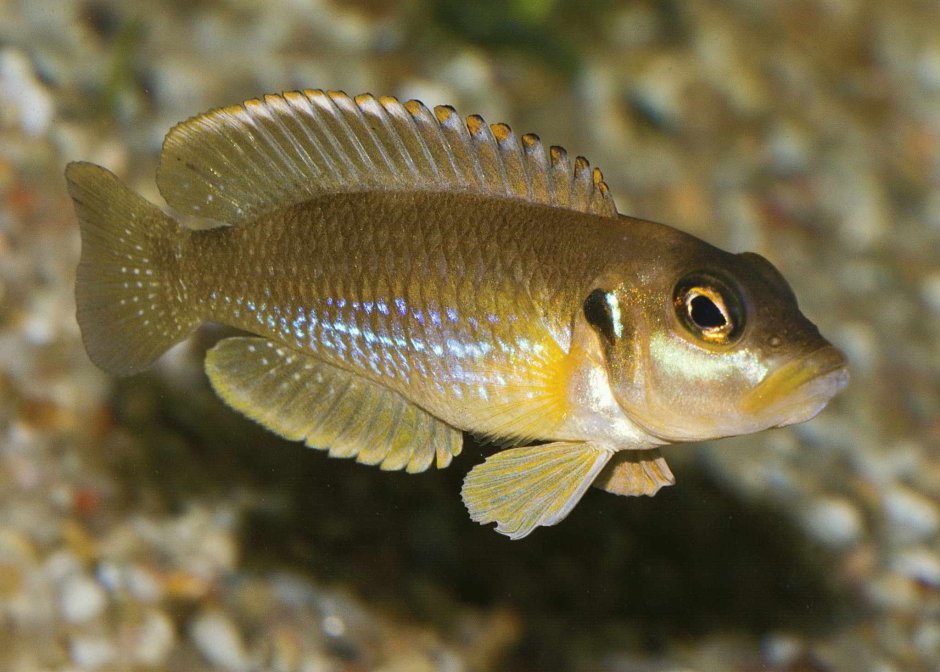 Neolamprologus sexfasciatus
