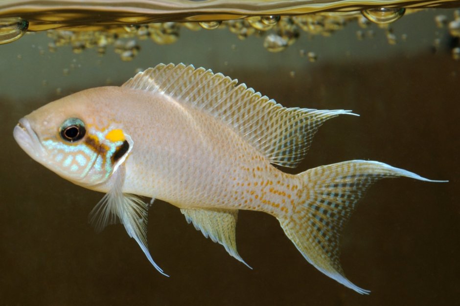 – Lamprologus (Neolamprologus) Brevis