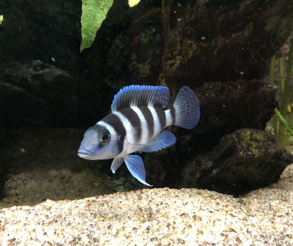 Neolamprologus caudopunctatus