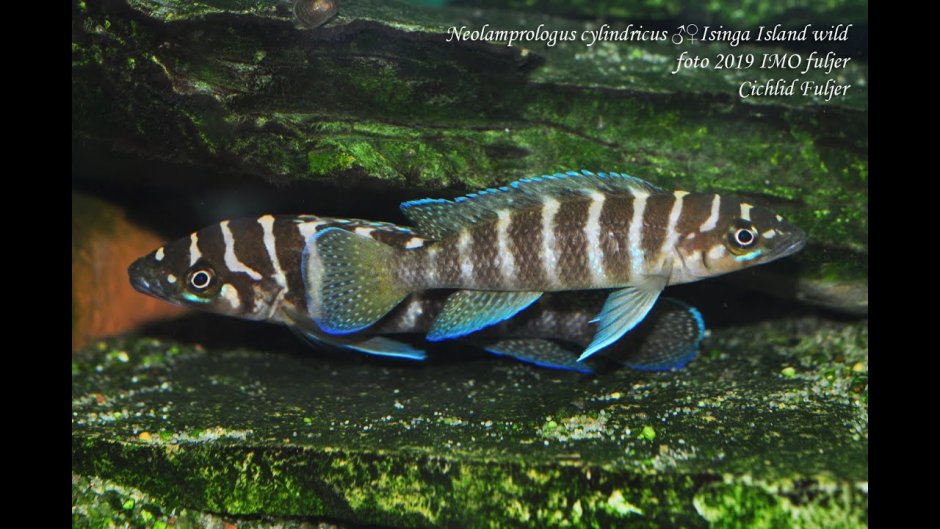 Chalinochromis bifrenatus Gold