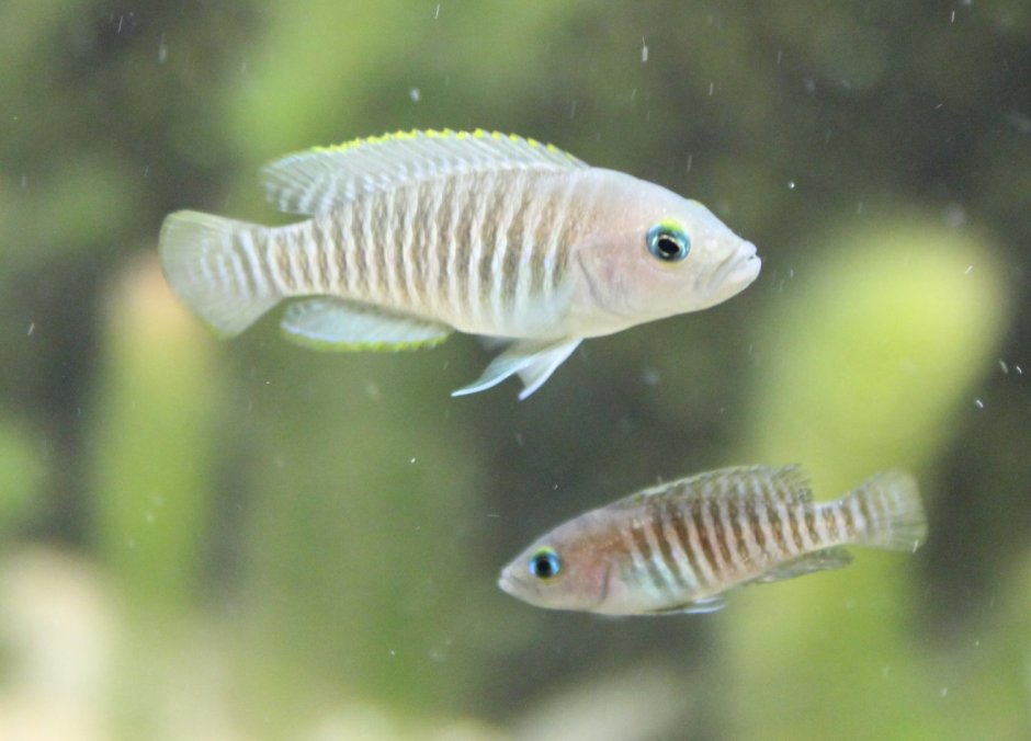 Neolamprologus gracilis