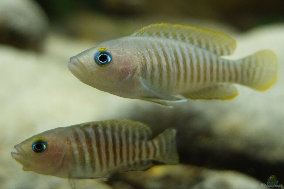 Neolamprologus schreyeni