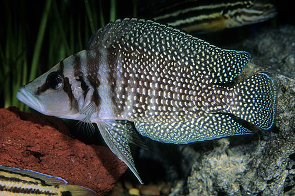 Neolamprologus цилиндрикус