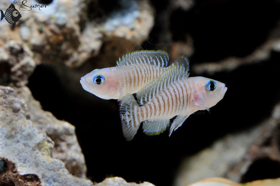 – Lamprologus (Neolamprologus) Brevis