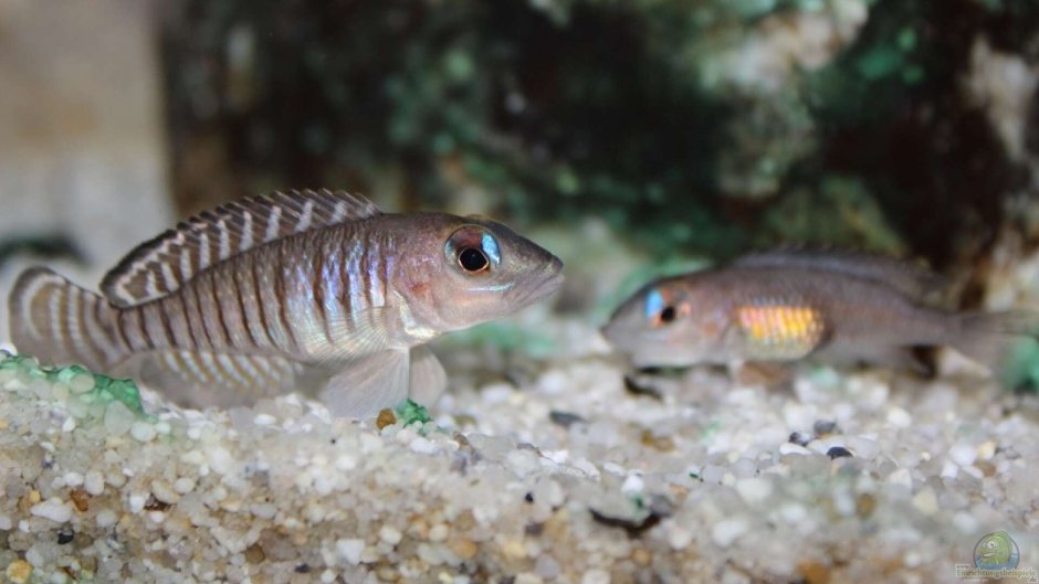 Neolamprologus Olivaceous