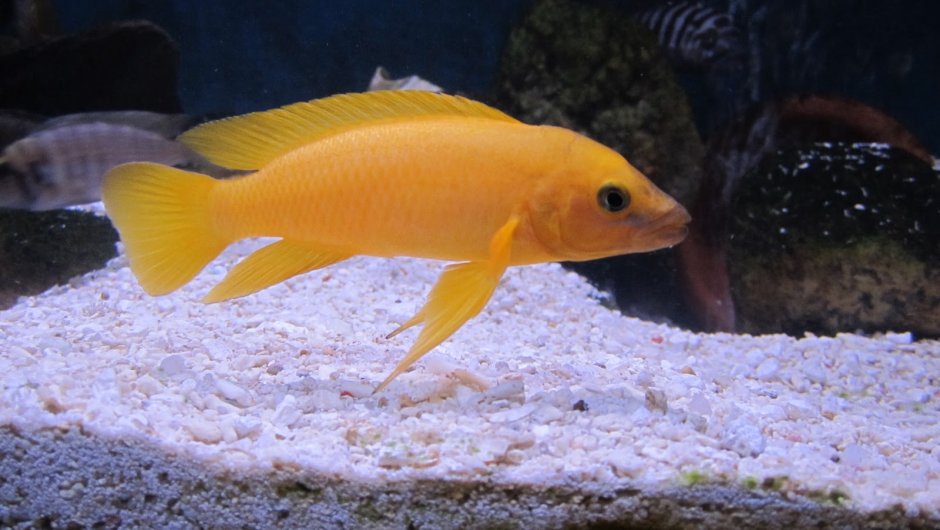 Neolamprologus multifasciatus