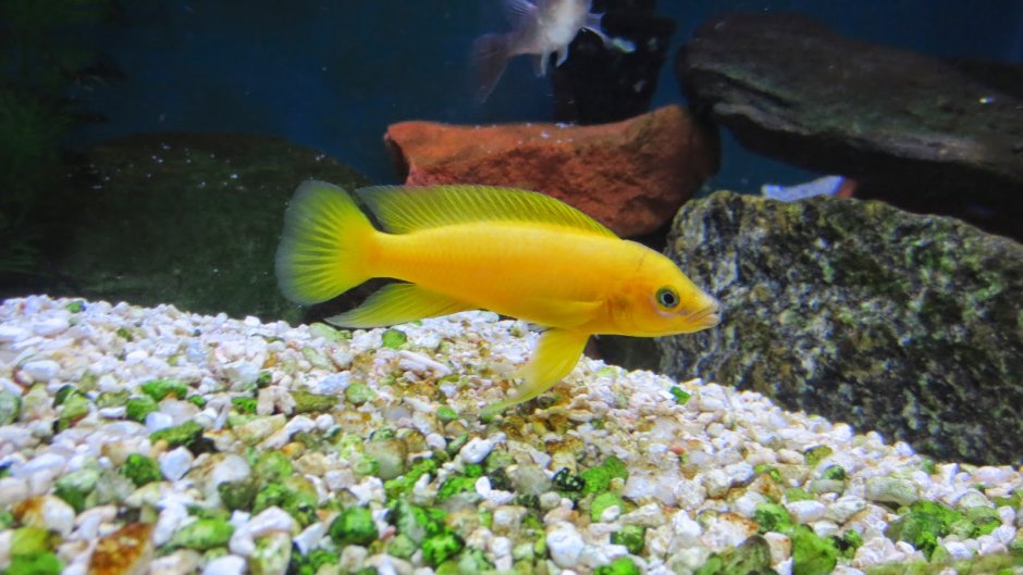 Neolamprologus leleupi