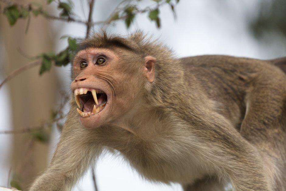 Rhesus macaque