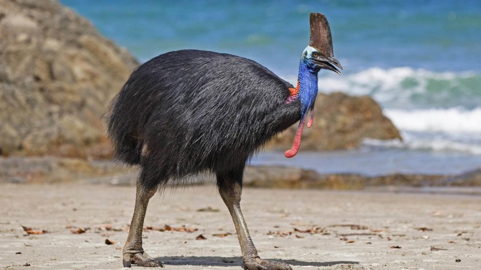 Шлемоносный казуар (casuarius casuarius);
