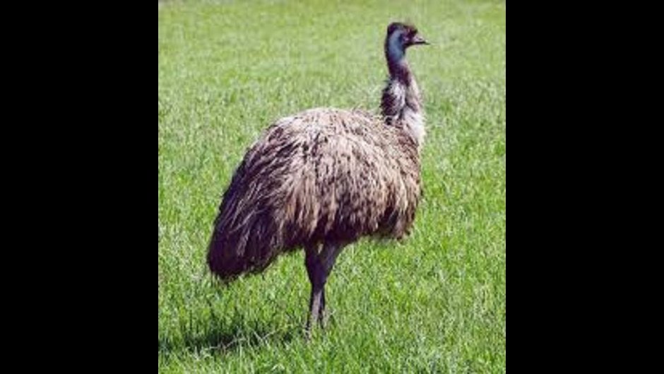Emu Ostrich