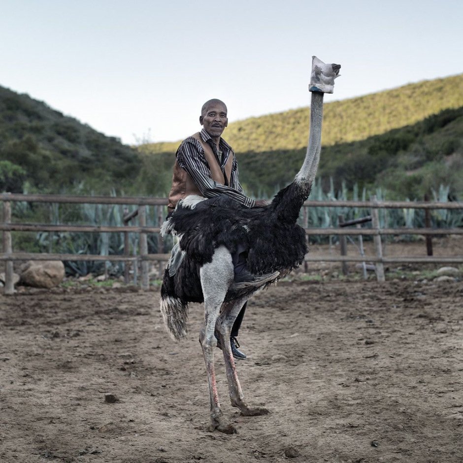 Niklaas Ockers, an Ostrich Jockey. Oudtshoorn, Western Cape