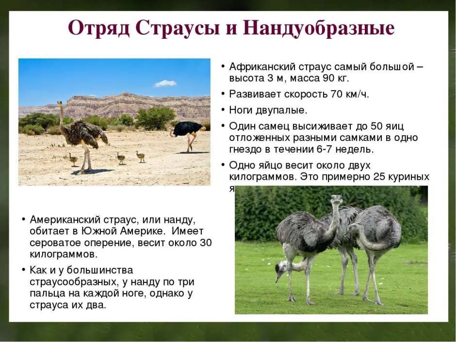 Отряд Страусообразные признаки отряда