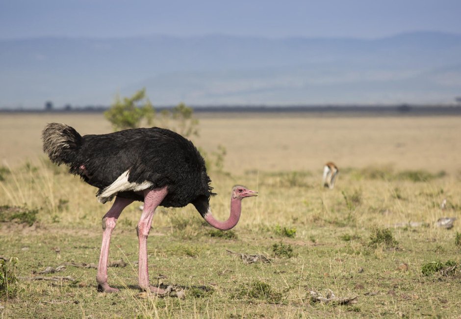 Сирийский страус Struthio Camelus syriacus