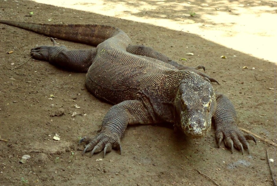 Комодский Варан зубы