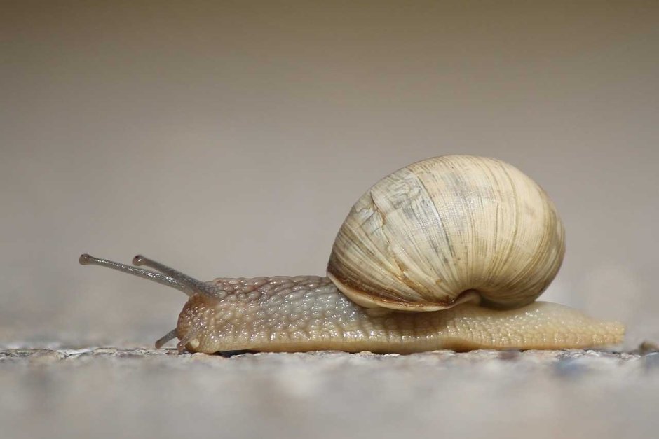 Садовая, улитка (Helix pomatia).