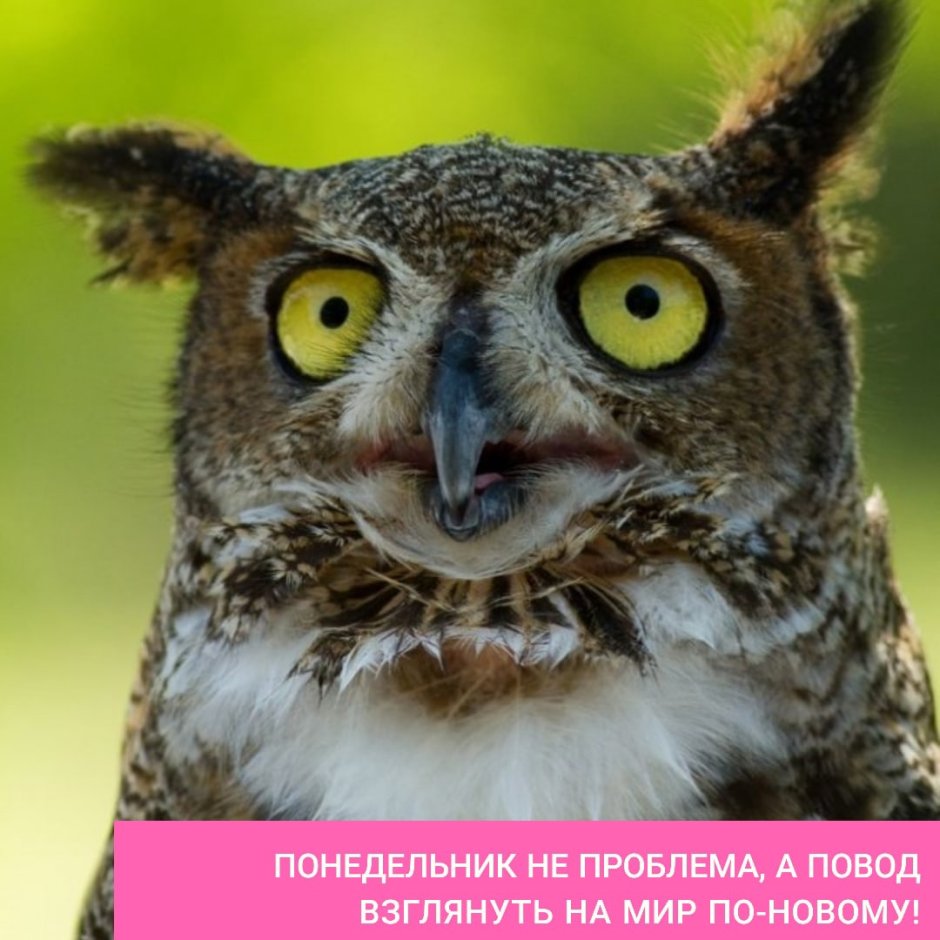 Смешные Совы