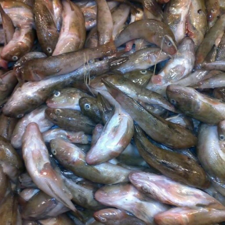 Бычок рыба Азовское море