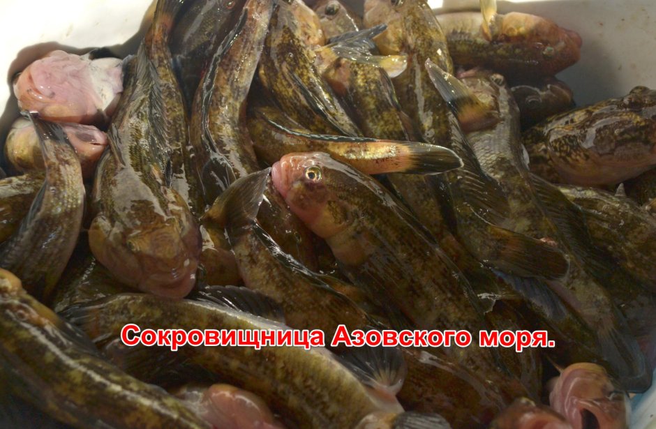 Бычок рыба Азовское море
