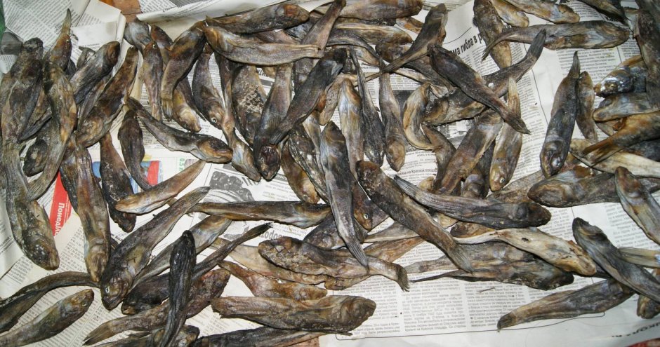 Бычок Азовский