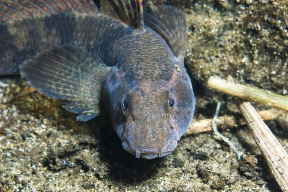 Proterorhinus marmoratus