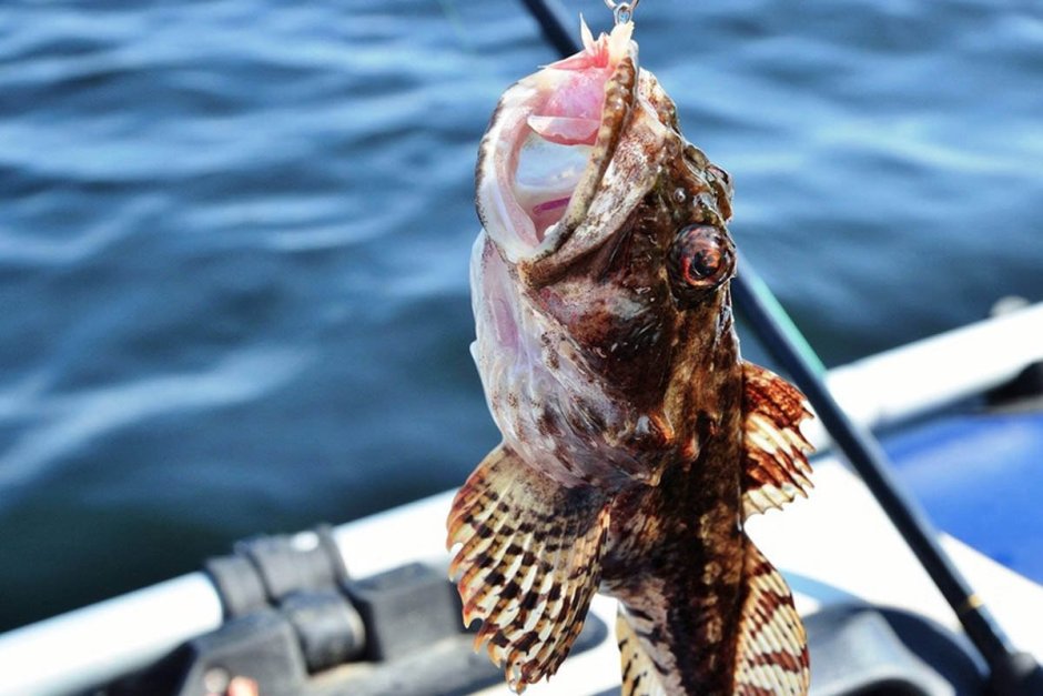Бычок ГОЛОВАЧ черное море
