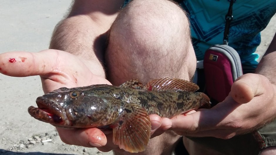 Морской бычок Азовское море