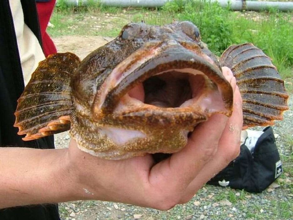Бычок рыба морской Азовский