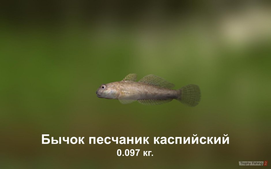 Мор бычка на Азовском море