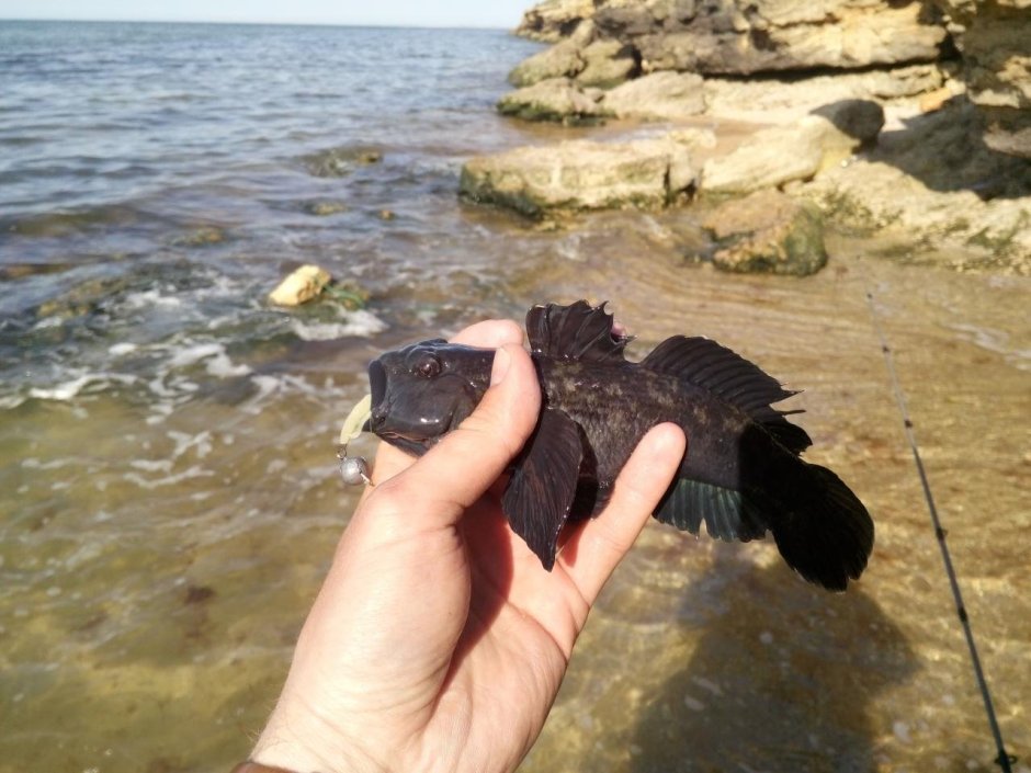 Морские бычки Дальний Восток