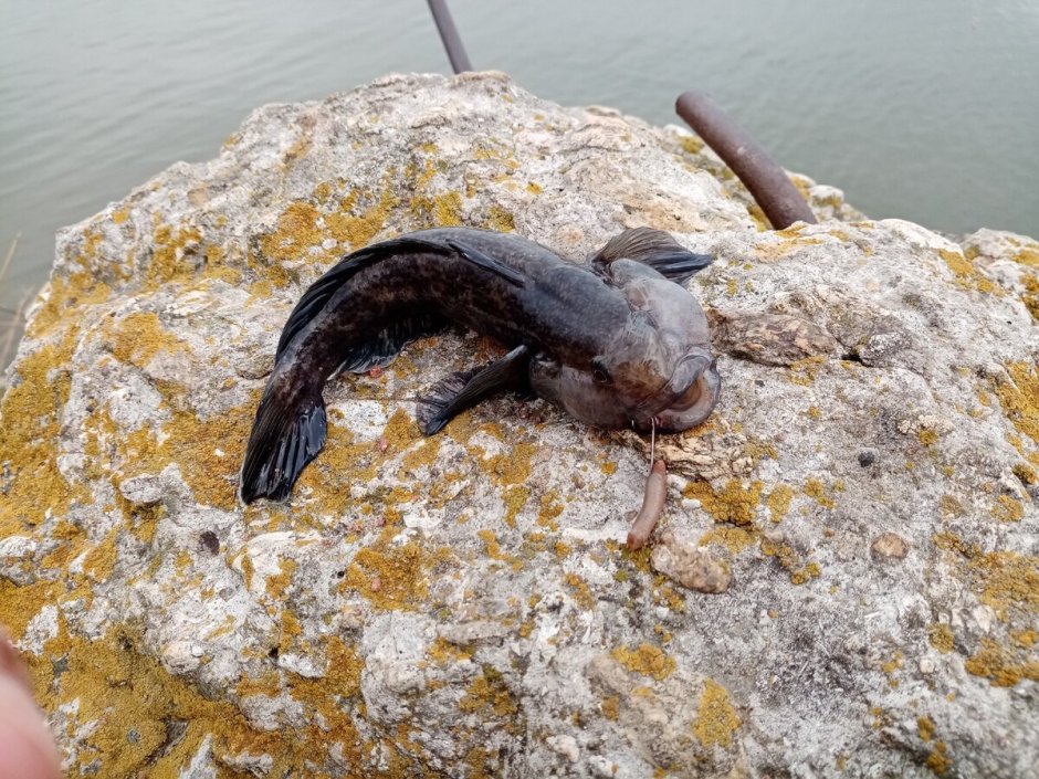 Бычок рыба морской Азовский