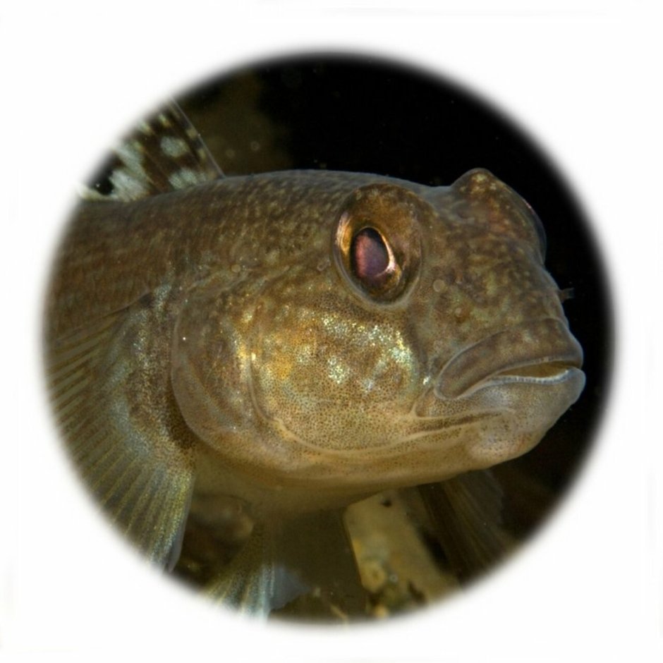 Хищные рыбы Азовского моря
