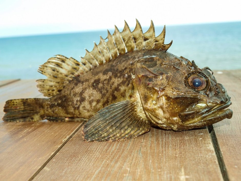 Морской Ерш скорпена